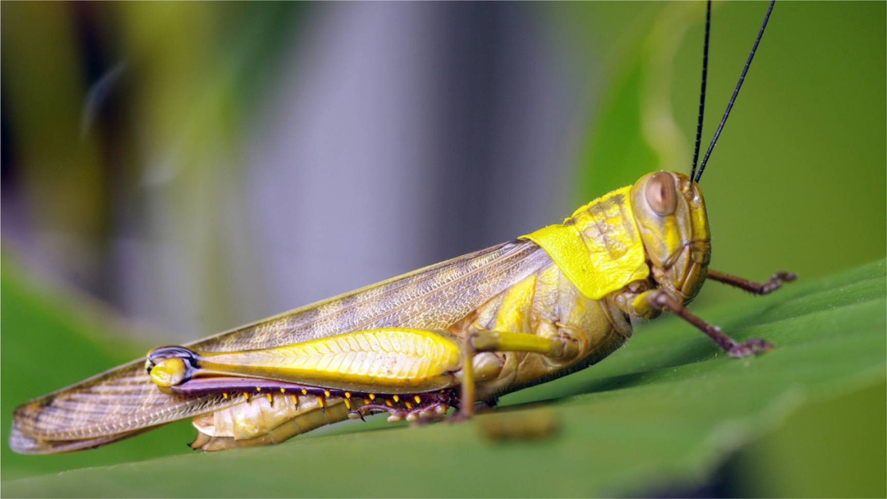 Lesson 27 - Grasshoppers